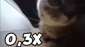 Chipi chipi chapa chapa but 0,1x speed