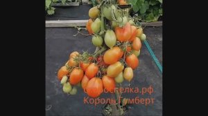 Старинный томат "Король Гумберт" 1870 года Суперурожайный необычной формы Семена у нас на сайте.