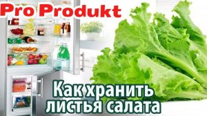 Как хранить листья салата в холодильнике