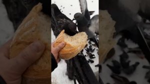Казань 20.02.2022 Булачная