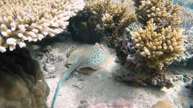 Смысл и законы достойной речи. Ежедневный урок. Урок19