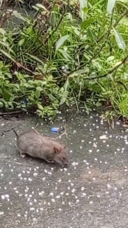 Rat eating  #rice #rat #viral #viralshort #bigrat #short #shortsvideo #rateatingrice