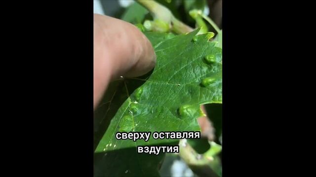 Виноградный зудень