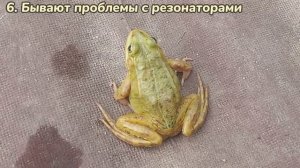 ТОП 10 ИНТЕРЕСНЫХ ФАКТОВ о ПРУДОВЫХ ЛЯГУШЕК | ЖабийFrog
