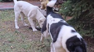 Алабаи Коловрат Рязанский