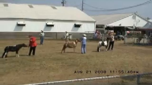 Supreme Champion Mini Horse смотреть онлайн