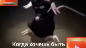 Чёрная крыса