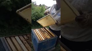 Подсаживаем пчеломатку плодную.  Карника