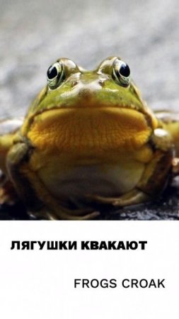 Лягушка