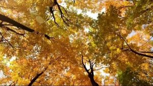 Время покажет