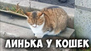 Как происходит процесс линьки у кошек