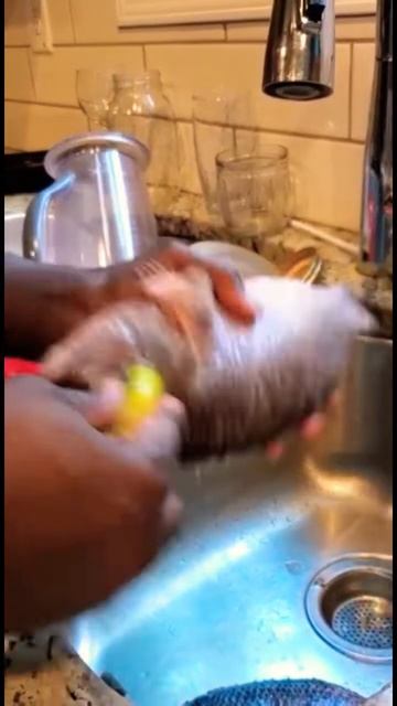 🇺🇸👨🍳Let’s Grill🔥Tilapia🐠With Veggies🥗 — #shorts смотреть онлайн