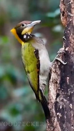 The greater yellownape (Chrysophlegma flavinucha)