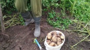 Копаем экспериментальный сорт картофеля. Это просто шок.