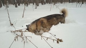 Смешные животные снежная собачка Умка на подснежной охоте