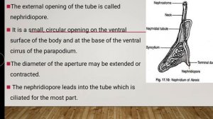 Excretion: Nereis