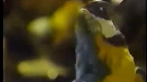 Comercial: Café Monterrey Tostado Natural (1985)