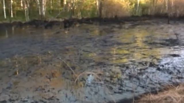 Сотрудники регионального следкома подозревают в загрязнении почвы одно из предприятий Ярославля смотреть онлайн