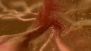 Как Меняйлов и себя травит и другим пример даёт