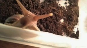 ЧЕМ ПИТАЮТСЯ УЛИТКИ