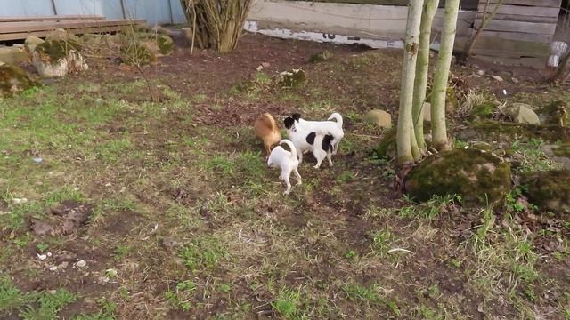 #ПРОДАЮ #чихуахуа В ВИДЕО УКАЗАНА #ЦЕНА на каждую ДЕВОЧКУ !#купитьчихуахуа 89215950848 ЕСТЬ ДОСТАВК смотреть онлайн