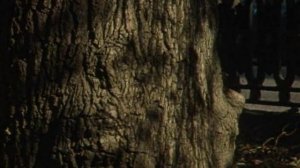 ПУТЕШЕСТВИЕ ПО МОСКВЕ /   Под кронами московских бульваров  1982 г