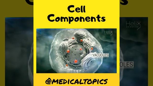 Cell components|Mitochondria|Ribosome|cytoplasm|Nucleus