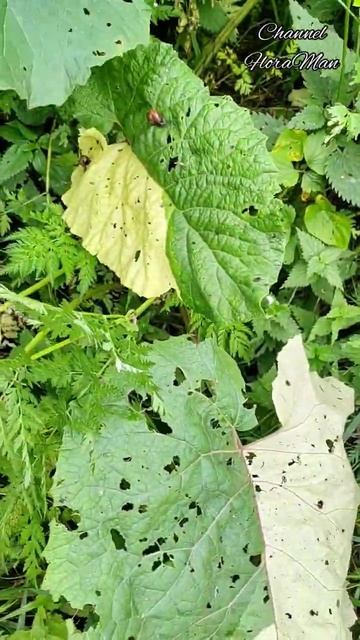 По цене писать в ЛС ! Дорого !!! Только для тех кто разбирается 