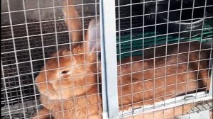 Когда отсаживать крольчат от крольчихи/новый окрол/ферма в лесу