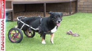 Нужна помощь! Донецкий приют для животных переполнен