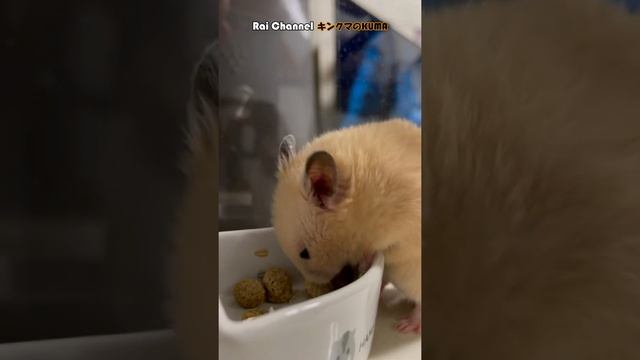 キンクマの日常観察【キンクマKUMAのVlog .6】キンクマハムスター可愛い食事（英語字幕付き）