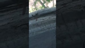 Оса попала к пауку в паутину