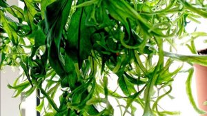 №22. Красивые папоротники. Пересадка. Blechnum Silver Lady