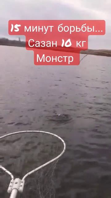 Сазан на 10 кг. Клюнул сазан монстр. Сазан на спиннинг #fishing #fish #рыбалка #сазан