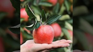 Яблочное масло