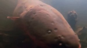 Quando a anaconda ataca o peixe elétrico, veja o que acontece!