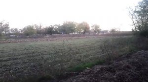 Жизнь фазана на Кубани