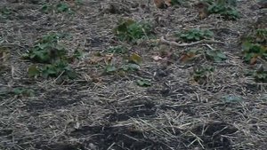 как выращивать клубнику для продажи