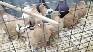 голубиный рай, садовод, Москва. 25.01.2025