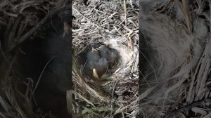 Птенцы трясогуски