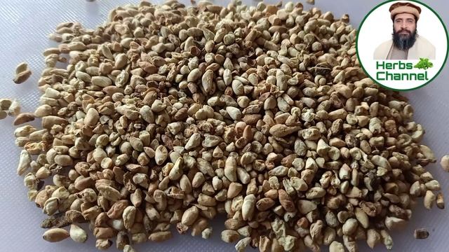 Benefits of Cotton Seeds | Banola ke Fayde | Pamba Dana | بنولہ کے فائدے | Hakeem Zia ur Rehman смотреть онлайн