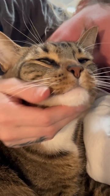 Happy Mitten 🐈 #cutepets #bestfriend #outdoors #cats