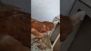 Приключения в курятнике