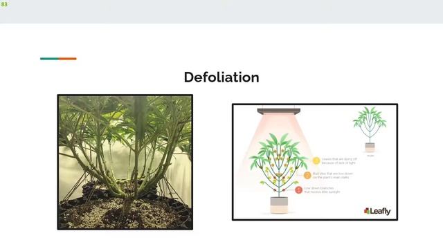 How To Maximize Yield In Any Growing Space смотреть онлайн
