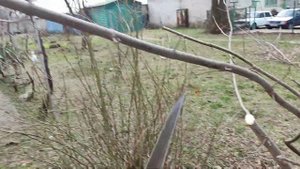 Весенняя обрезка молодого клена и дикой розы - шиповника || Благоустройство городской среды обитани