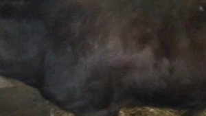 Бычки швиц Срочная продажа бычков! #GoldenTrio71 #перевозкаживотных