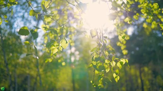 Расслабляющая фортепианная музыка 🌿Послушайте эту музыку, и вы почувствуете себя лучше #15