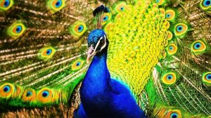 Кто такие Павлины🦚 Интересные и Малоизвестные факты о павлинах🔥 AnyWild