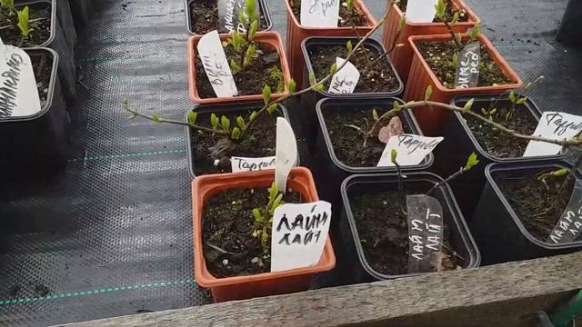 САЖЕНЦЫ метельчатых гортензий #купитьсаженцы #продажасаженцев