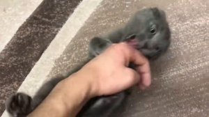Котенок породы Русская Голубая Кошка